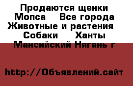 Продаются щенки Мопса. - Все города Животные и растения » Собаки   . Ханты-Мансийский,Нягань г.